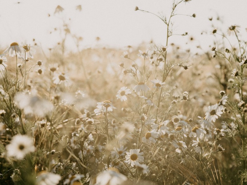 白い小花